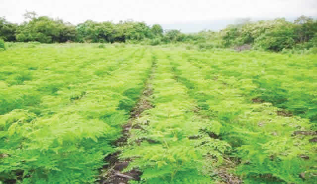 Nigeria can earn N1 trillion monthly from moringa farming, Says Association