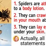 Here’re Some Fresh Facts About Spiders That Prove Everything You Know About Them Is Wrong