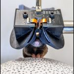 Scientists Built Tiny VR Goggles for Mice