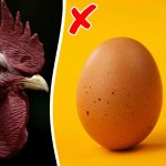 Scientists Finally Reveal a Shocking Answer to the ’Chicken-or-Egg’ Dilemma