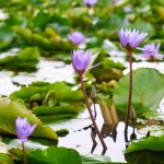 Battling water hyacinth: How Lagos inland waterways are navigating the crisis 