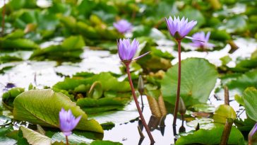 Battling water hyacinth: How Lagos inland waterways are navigating the crisis 