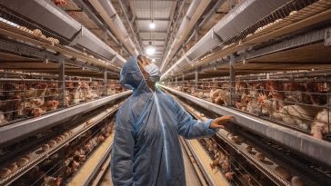 High alert: Bird flu cases rise in Europe with bigger hikes in US