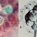 The Download: IVF embryo limbo, and Anthropic on AI agents