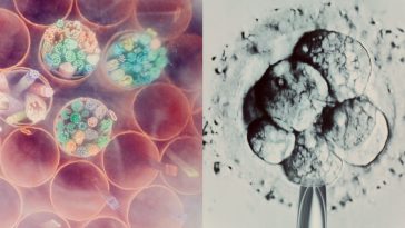 Inside the strange limbo facing millions of IVF embryos