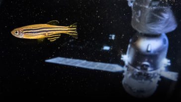 The Fish That Spun, Flipped, and Laid Eggs Aboard China’s Space Station