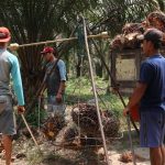 High palm oil prices send MP Evans’ profits up