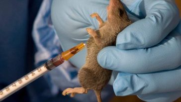 Edo State records 36 Lassa fever cases, 8 deaths in early 2025 