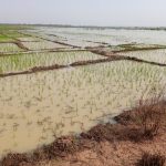 Flood destroys rice farms in Kwara, governor orders investigation