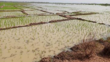 Flood destroys rice farms in Kwara, governor orders investigation 