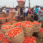 Tomato prices crash in Lagos amid harvest season glut