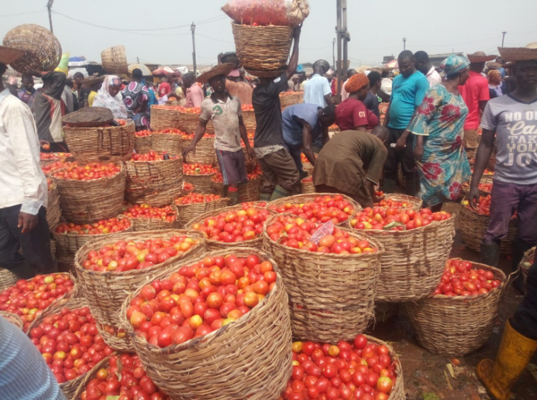 Tomato prices crash in Lagos amid harvest season glut