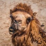 Camel milk is healthier than cow’s – but does it matter?