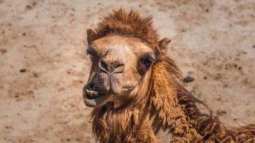 Camel milk is healthier than cow’s – but does it matter?