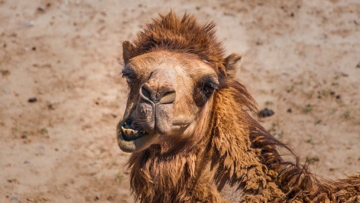 Camel milk is healthier than cow’s – but does it matter?