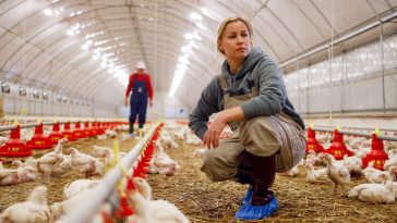 Bird flu fears: Nationwide preventions hit England as cases rise