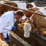 No new cases of foot-and-mouth disease reported as incubation period ends
