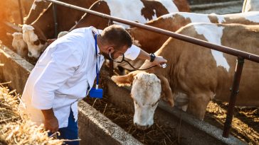 No new cases of foot-and-mouth disease reported as incubation period ends