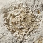 Yep, That’s 66-Million-Year-Old Vomit