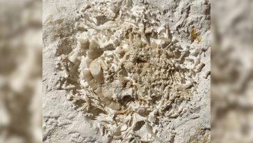 Yep, That’s 66-Million-Year-Old Vomit