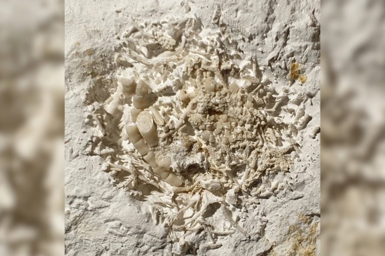 Yep, That’s 66-Million-Year-Old Vomit