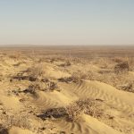 Signs Of Life In A Desert