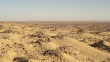 Signs Of Life In A Desert