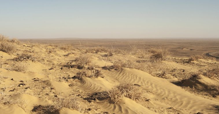 Signs Of Life In A Desert