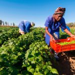 Bayer and Pula to provide insurance coverage for 10 million smallholder farmers
