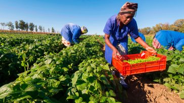 Bayer and Pula to provide insurance coverage for 10 million smallholder farmers