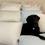 Best Pillows for Back Sleepers in 2025