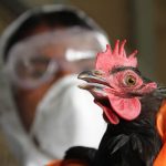 Bird flu scare: Rivers to begin livestock vaccination