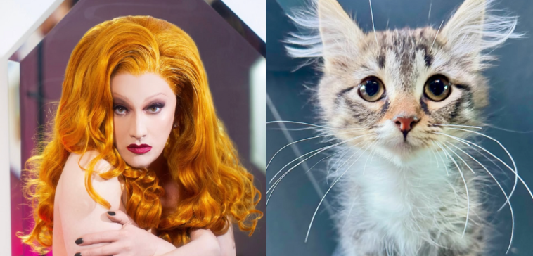 Hillary Duff’s New Cat Named In Honour Of Jinkx Monsoon