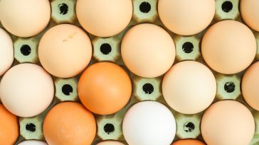 Eggy errors: Free-range eggs latest commodity to come under fire in South Korea for false claims