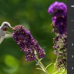 Adobe Lightroom and Camera Raw are getting two new AI editing features