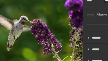 Adobe Lightroom and Camera Raw are getting two new AI editing features