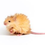 The Download: woolly mice, and data centers in space