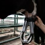 Sector ganadero registra mejor enero de la década en exportaciones: US$19,2 millones