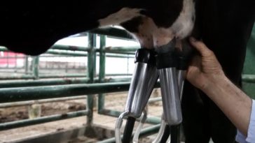 Sector ganadero registra mejor enero de la década en exportaciones: US$19,2 millones