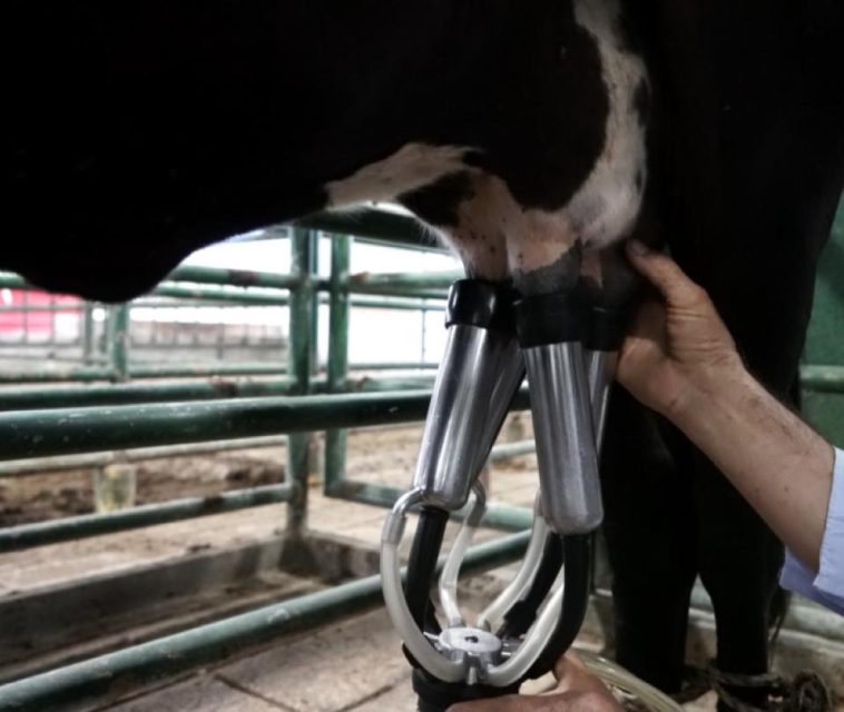 Sector ganadero registra mejor enero de la década en exportaciones: US$19,2 millones