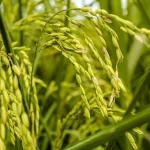 รายงานราคาข้าวขายส่งตลาดกรุงเทพฯ (สมาคมโรงสีข้าวไทย) วันที่ 10 มีนาคม 2568