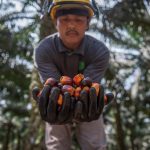 Governments try to get a handle on palm oil
