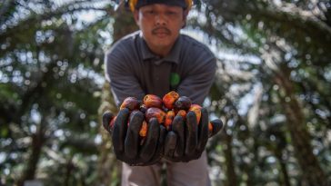 Governments try to get a handle on palm oil