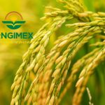 Angimex bị phạt 80 triệu vì giao dịch không báo cáo