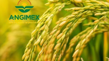 Angimex bị phạt 80 triệu vì giao dịch không báo cáo