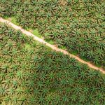 Palm oil replacement: Black soldier fly larvae could be the answer