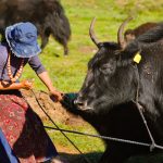 Taste Test: China’s Herders Chew on ‘Fake’ Meat Dilemma