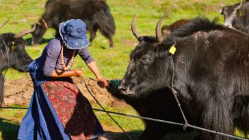 Taste Test: China’s Herders Chew on ‘Fake’ Meat Dilemma