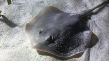 We probably inherited our joints from… a fish