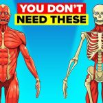 Kidney and 5 other body parts you don’t need to survive